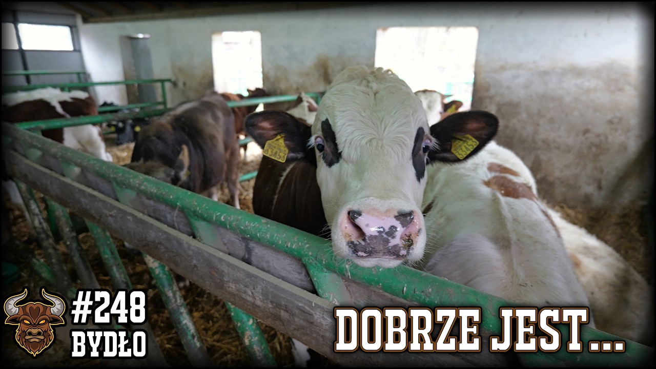 #248 Bydło opasowe - Wieści z obory i nie tylko. Jak wyszedł beton i jakie dalsze plany?