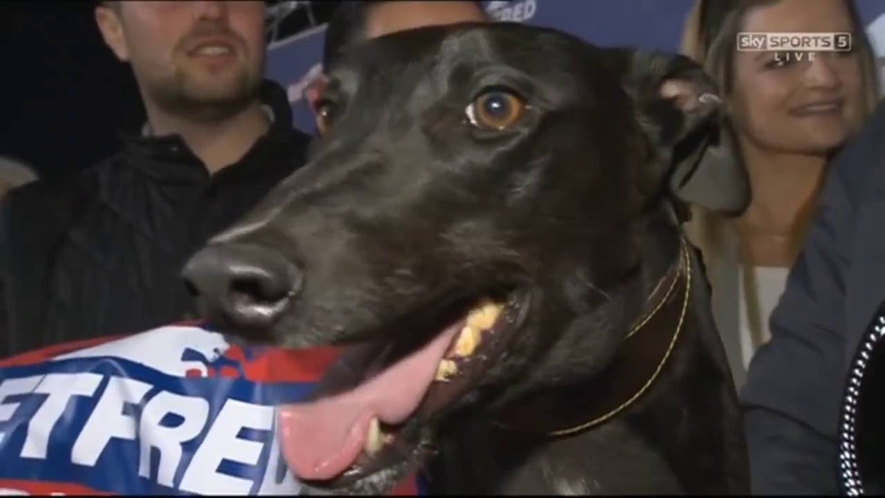 Droopy's Trapeze at Kinsley Greyhound Stadium