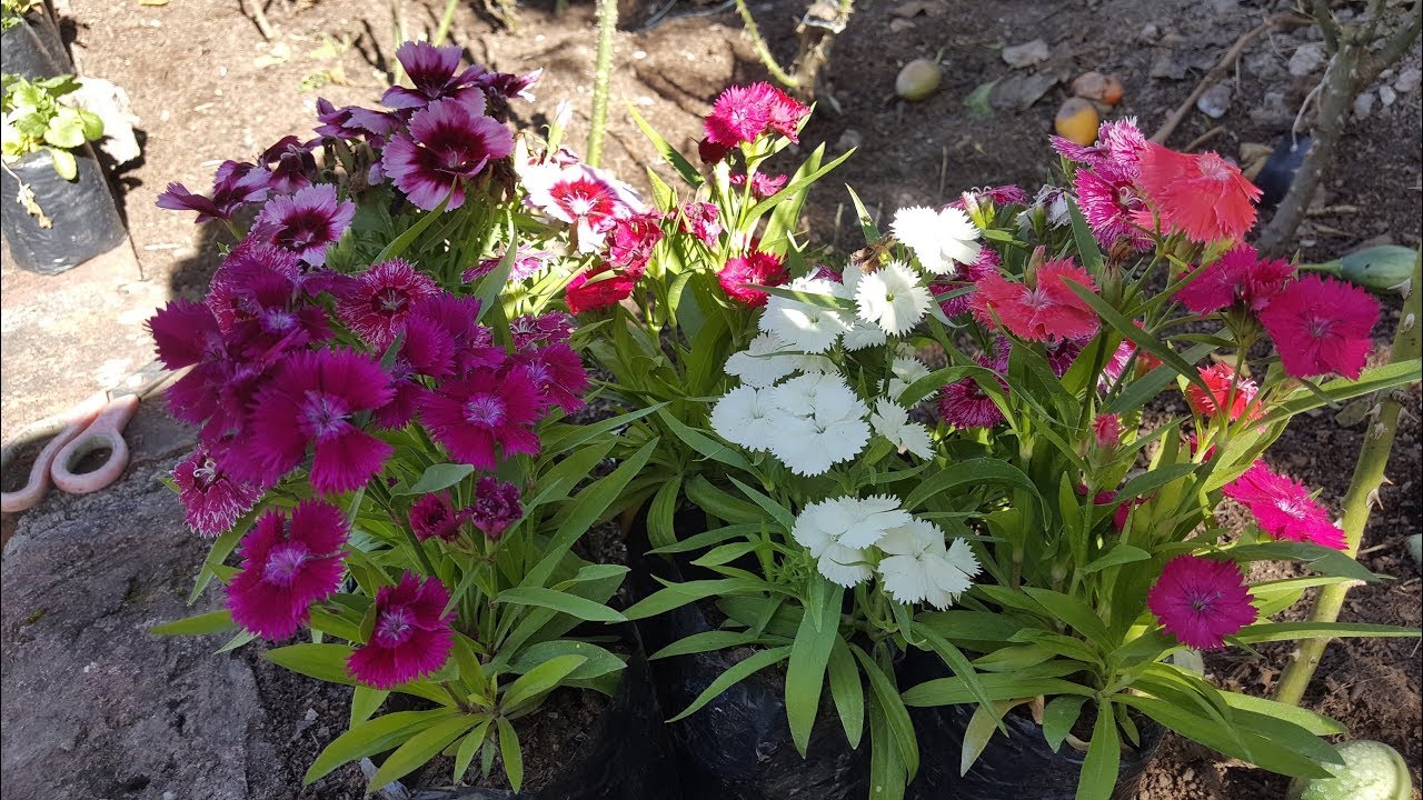 Cuidados de la Clavelina, Clavel chino, Dianthus, Clavelin