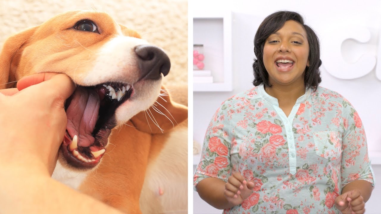 4 Essentials for New Puppy Parents | Chewy