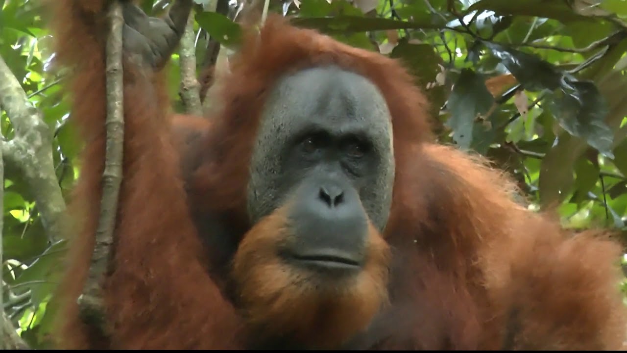 rondreis door sumatra,java en bali 2019
