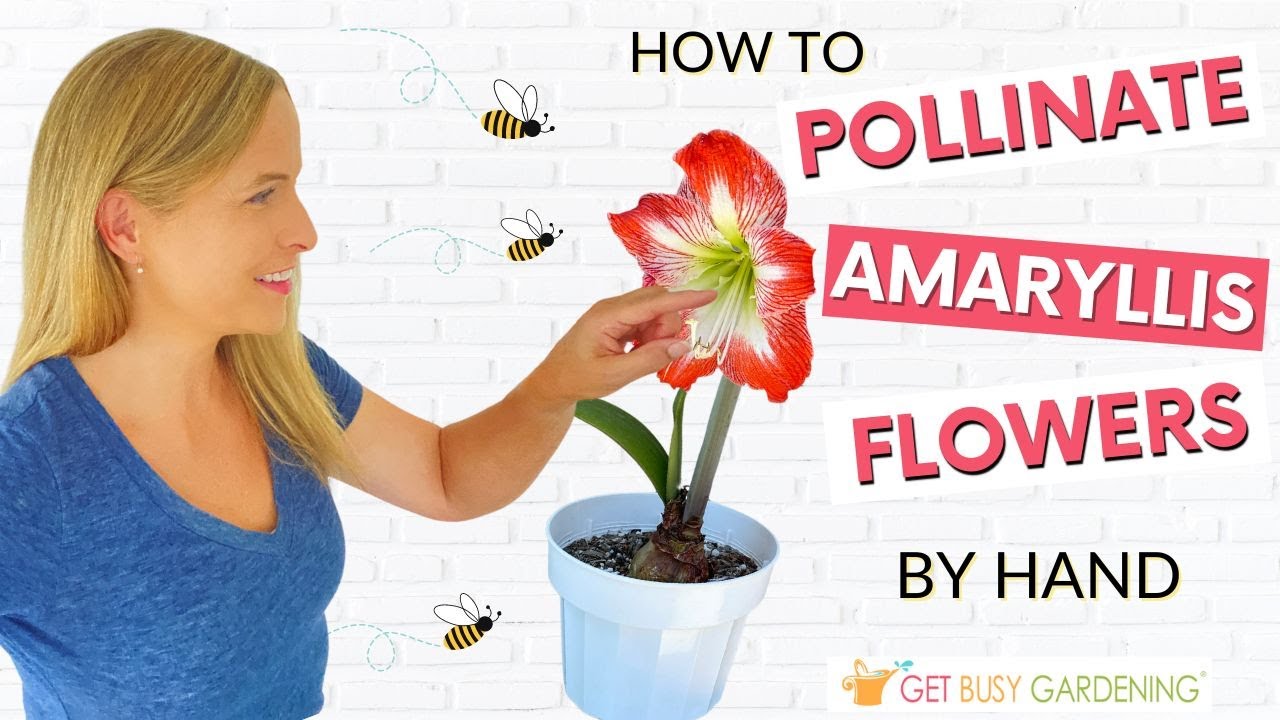 How to Hand Pollinate Amaryllis Flowers