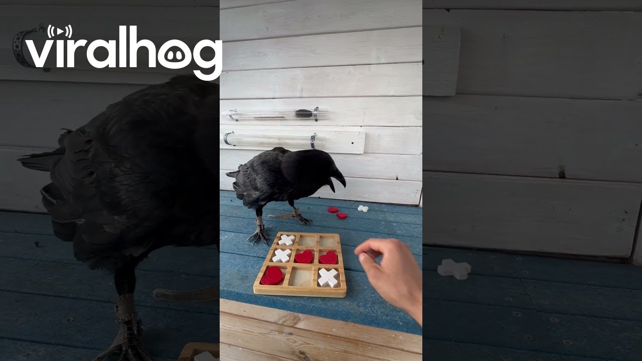 Raven Plays Tic-Tac-Toe || ViralHog