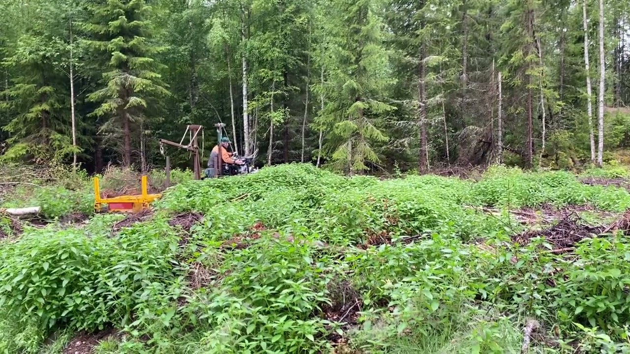 Jernhest norges råeste, annonse på Finn