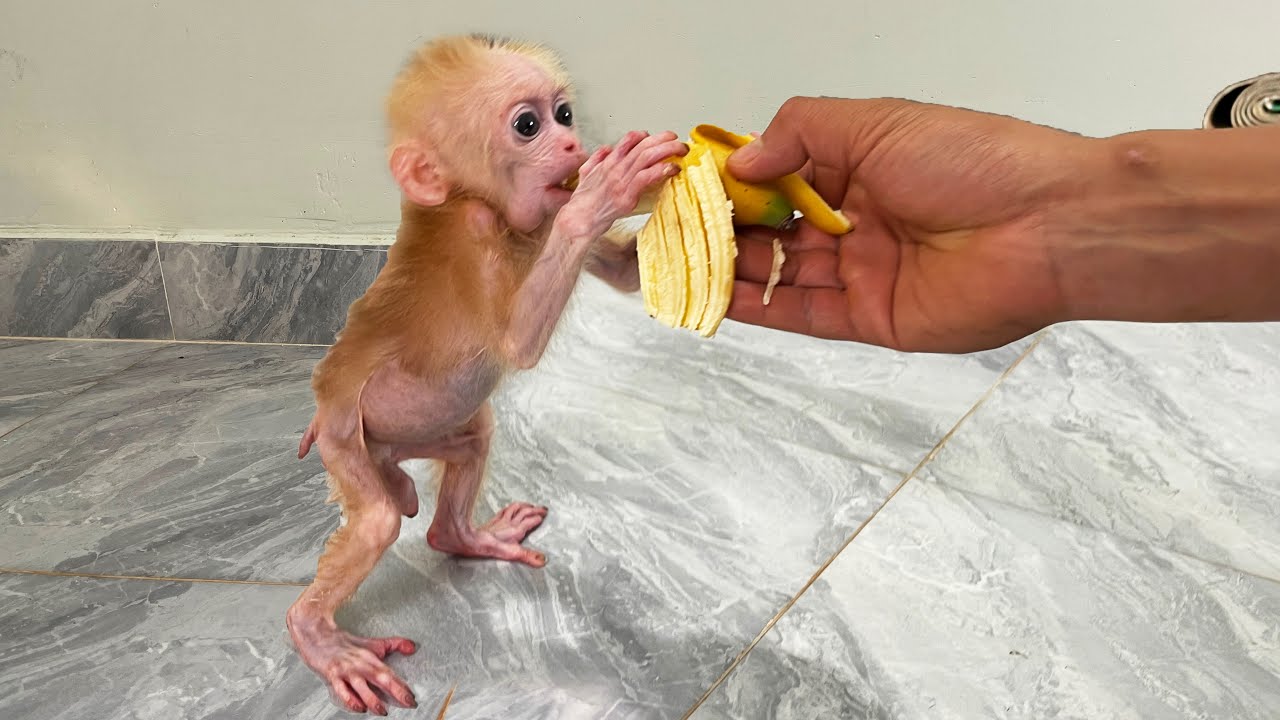 Baby monkey endures pain to eat and recovers soon