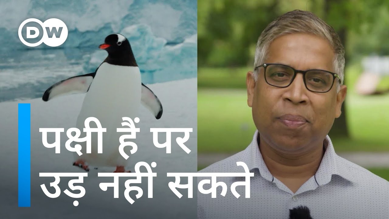 कहानी ठंडे मौसम के ना उड़ने वाले पंछी की [Why are there no penguins in the Arctic?]
