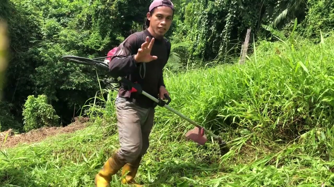 cara yang benar potong rumput yang tinggi menggunakan mesin