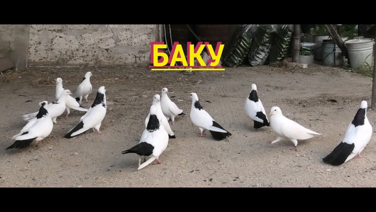 Бакинские голуби Исмаила в Баку! Маштаги