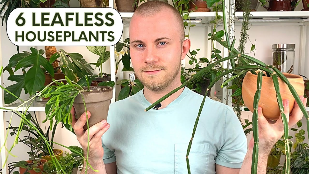 6 Leafless Houseplants