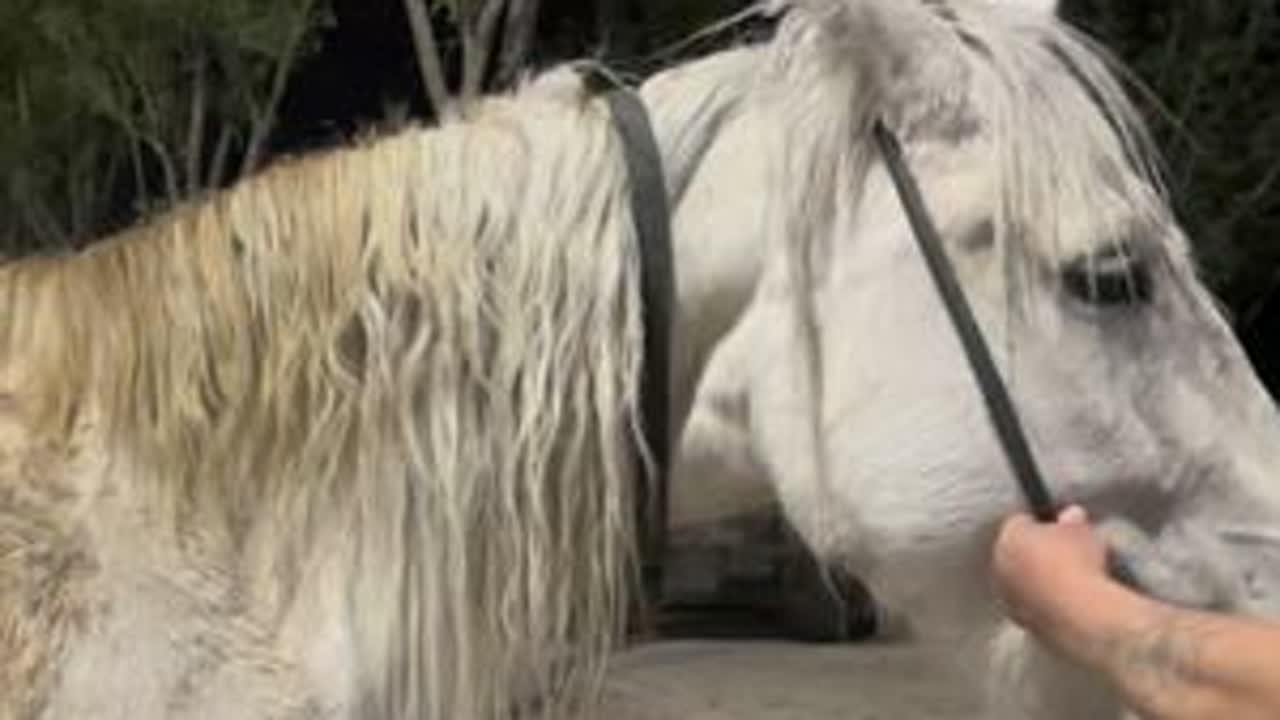 养马的刘大刚给来治病的大白马卸车检查病灶吃饭喝水安排妥当 #刘大刚的养马日常 #马场日常 #白马