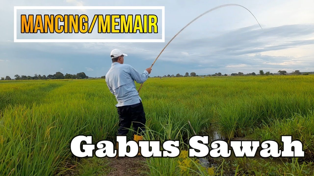 mancing  gabus di sawah padi || memair pakai umpan kodok