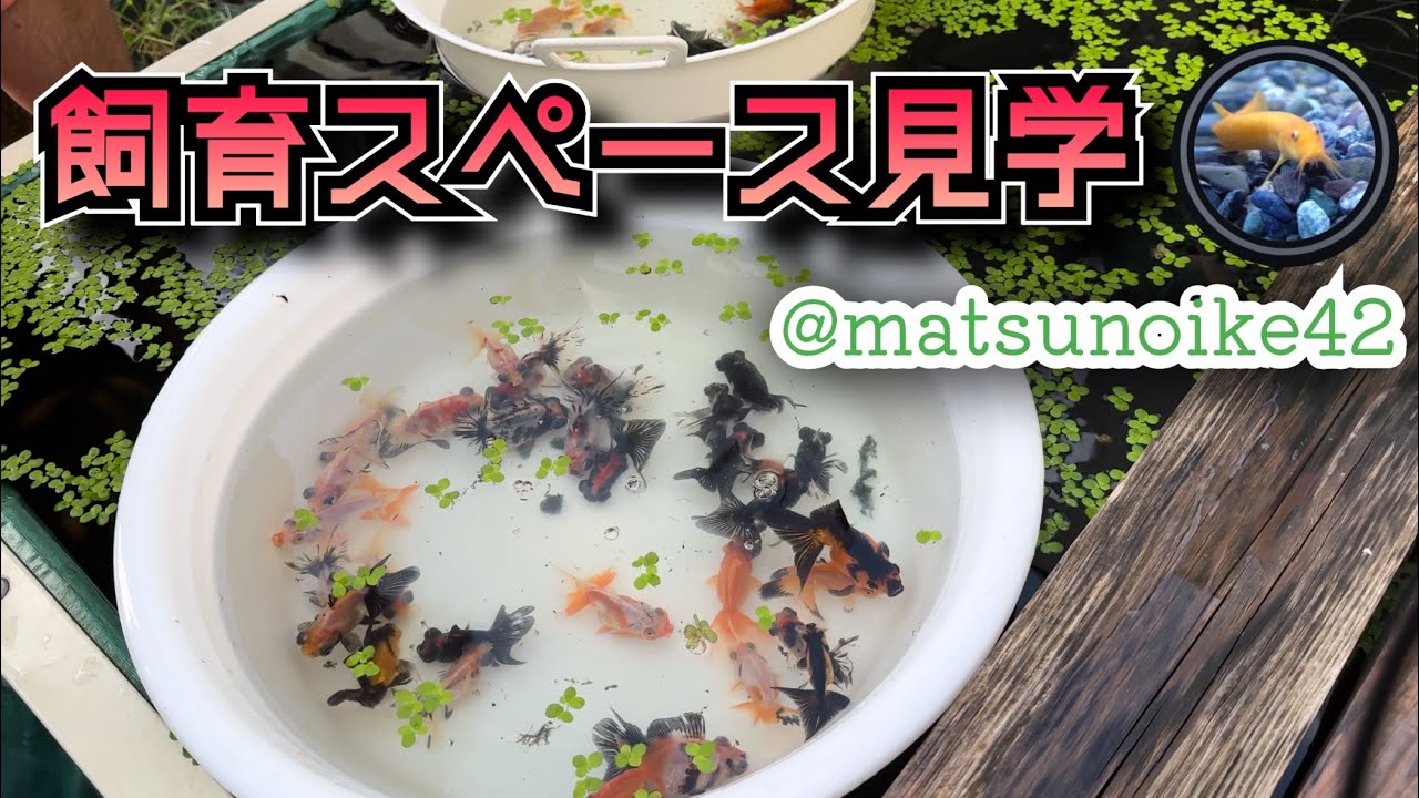 金魚すくいが凄かったので飼育スペース見学させてもらった