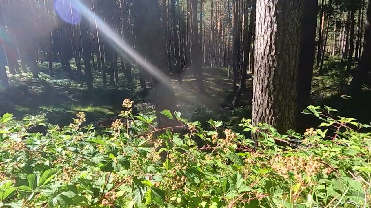 Mariposas a cámara superlenta 240fps Valsaín