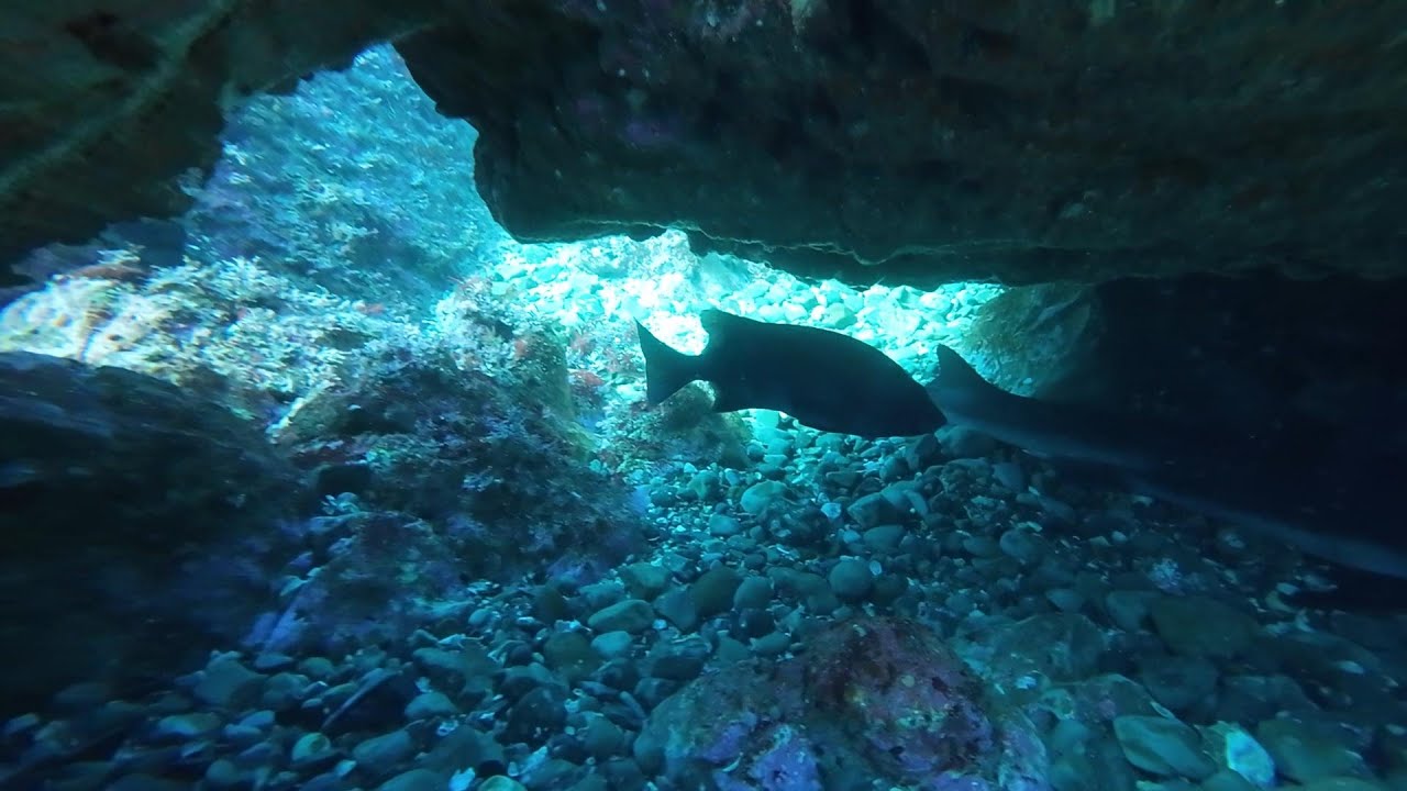 2026/01/31(土) 葉山の海を覗く