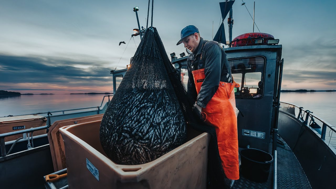 Muikun troolausta Saimaalla kalastaja Paavo Törrösen matkassa