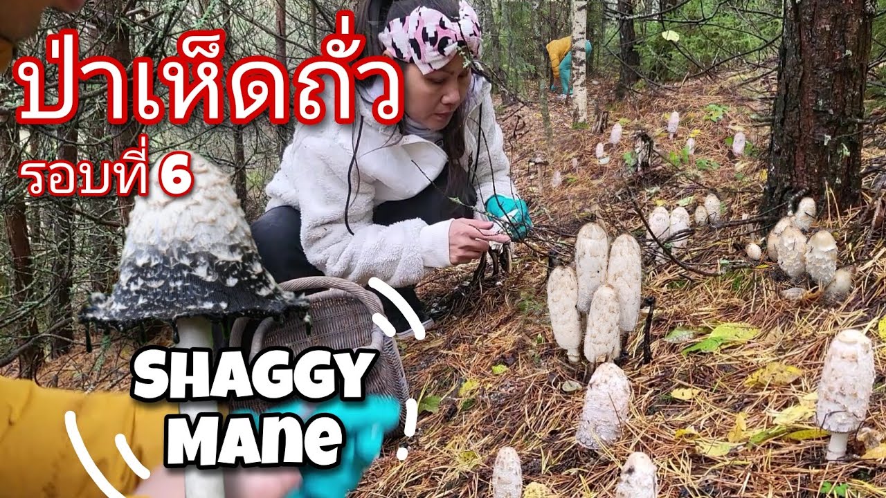 ป่าเห็ดถั่วฝรั่ง [Shaggy Mane] มาเก็บรอบที่ 6 | หาเห็ดในป่าสวีเดน 2023 - EP.18