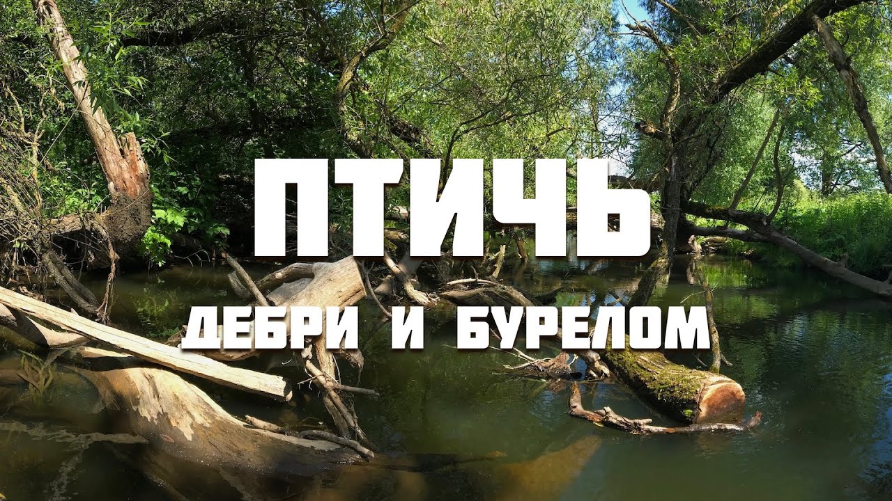 Птичь от истока до устья (ч. 3)