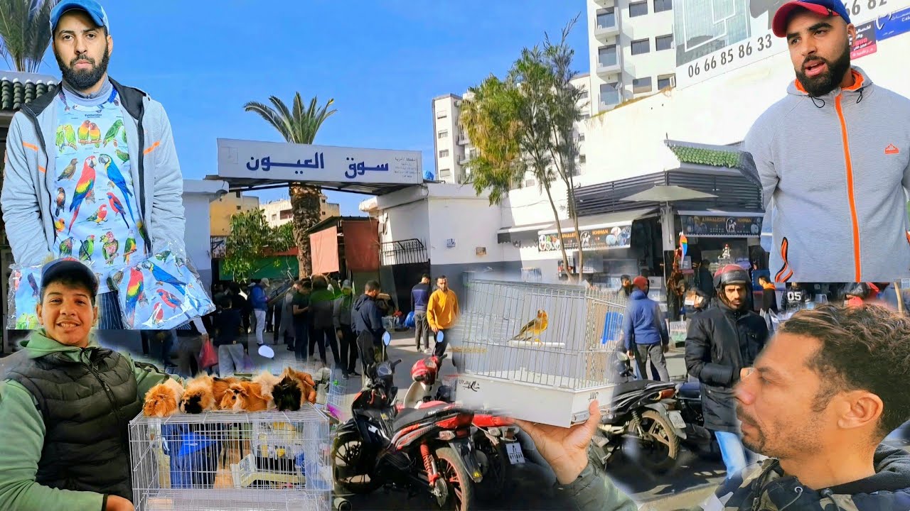 سوق القريعة للطيور والحيوانات 🇲🇦اليوم السبت 2023/12/30 نولعوكم بطيور الموجودة الله يدير الخير