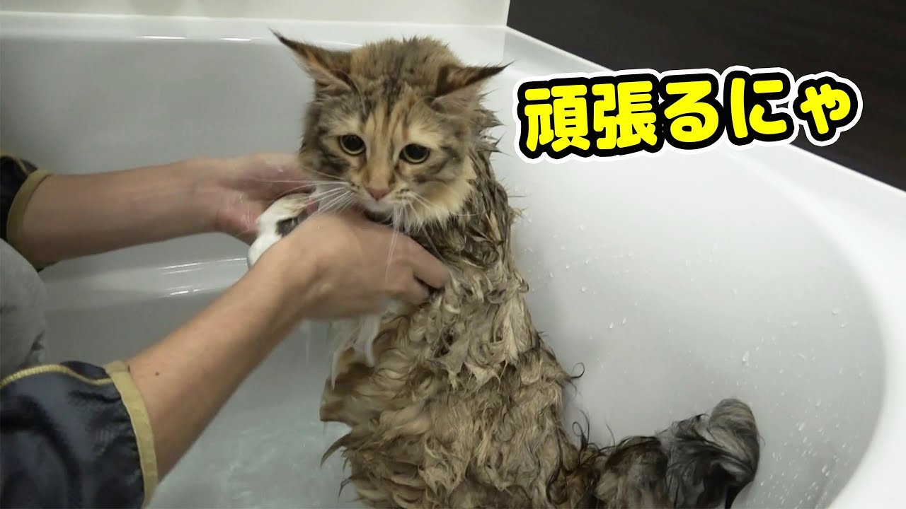 風呂嫌いな猫を久しぶりに入れてみたら･･･！？
