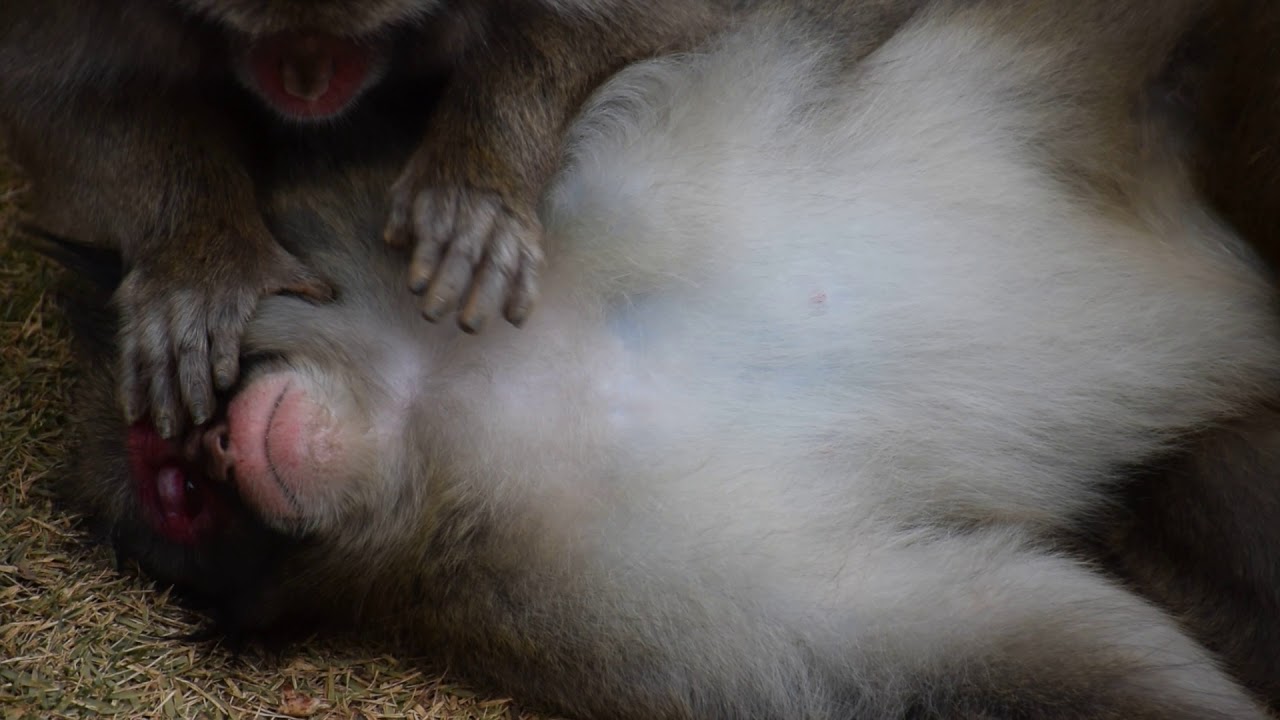 Snow Monkey Grooming