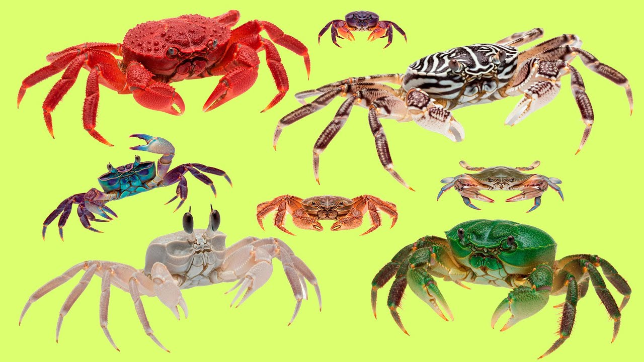 Learn 25 Crab Names in French 🦀 | Écoute et répète les noms des crabes