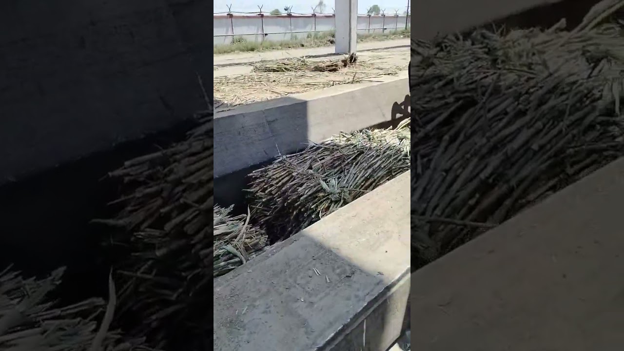 Industrial visit for btech sugar science and technology students 