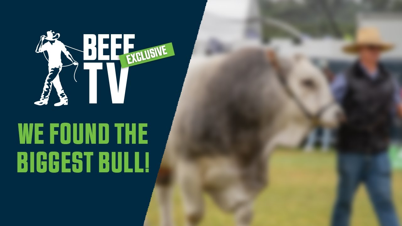 BEEF2024 | Biggest Bull Weighs In At 1152Kgs! From Wattle Grove Speckle Park