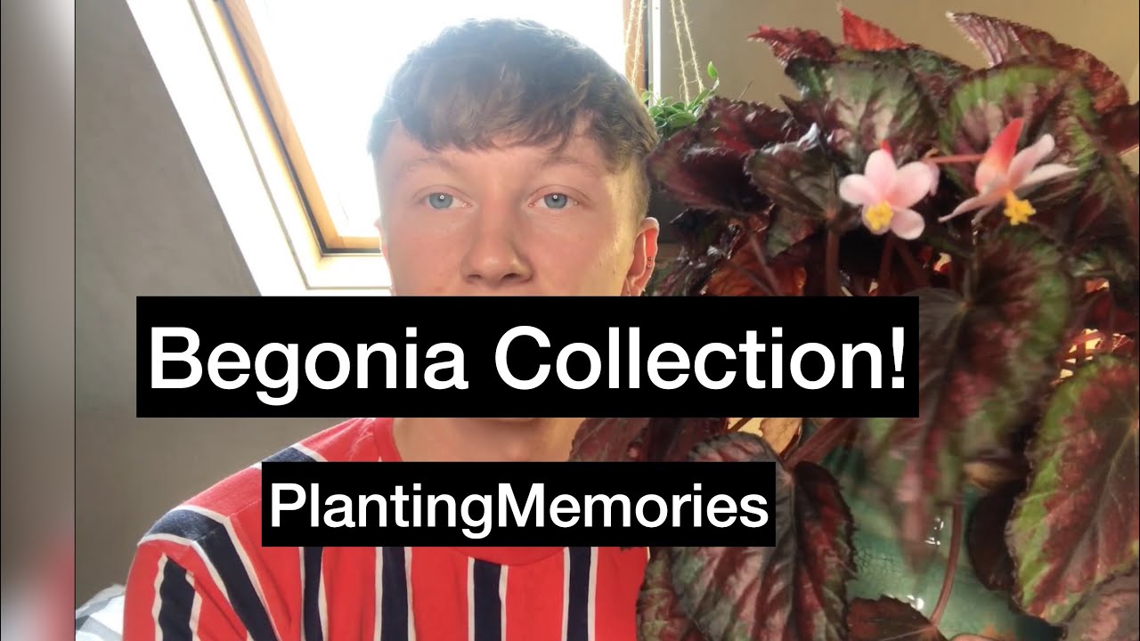 BEGONIA COLLECTION!