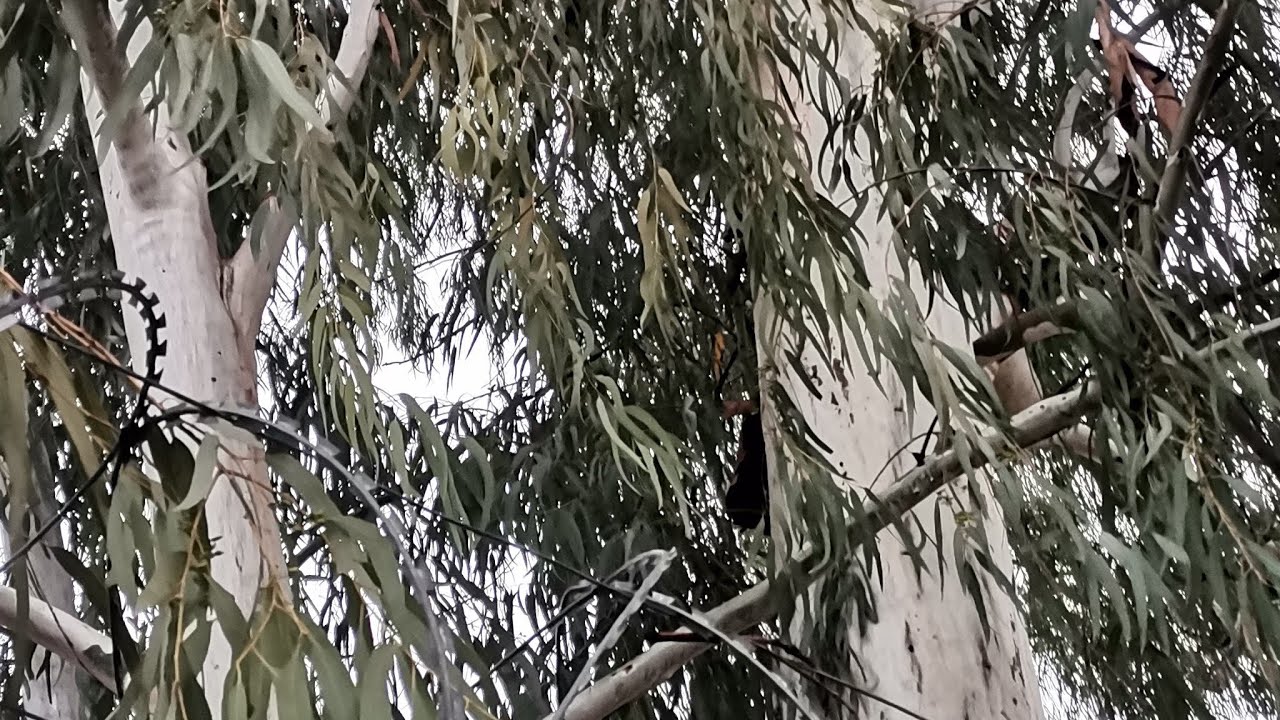 Calm Nature View | Tall Trees & Fresh Air