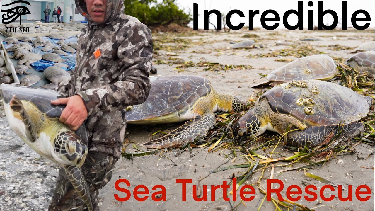 Incredible Sea Turtle Rescue
