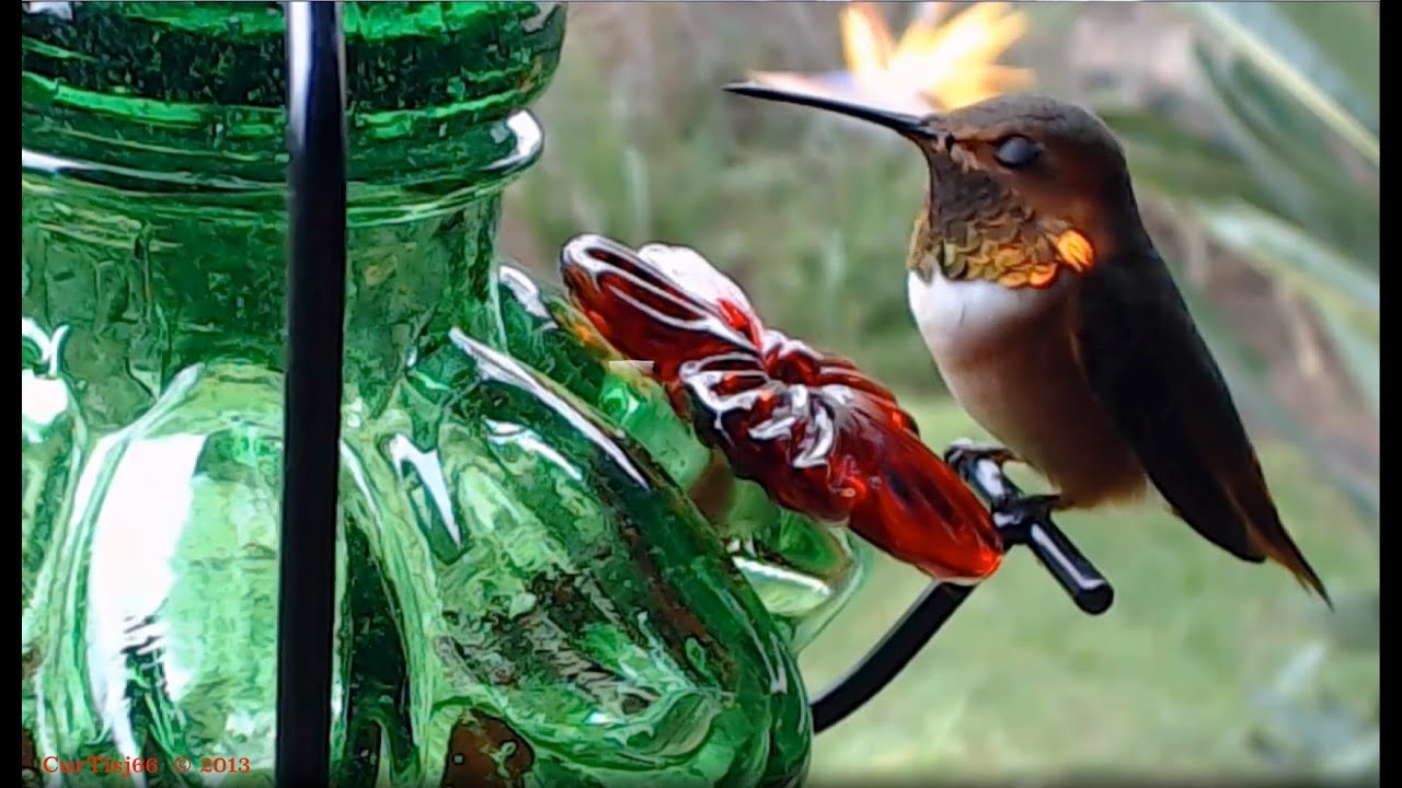 A Hummingbird HangouT wiTh Luis ☀️🌺🐝⛲️🕊️🌴