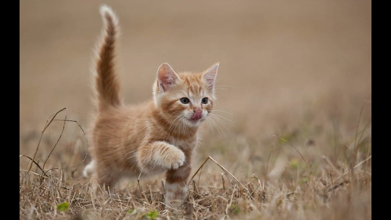 Котенок