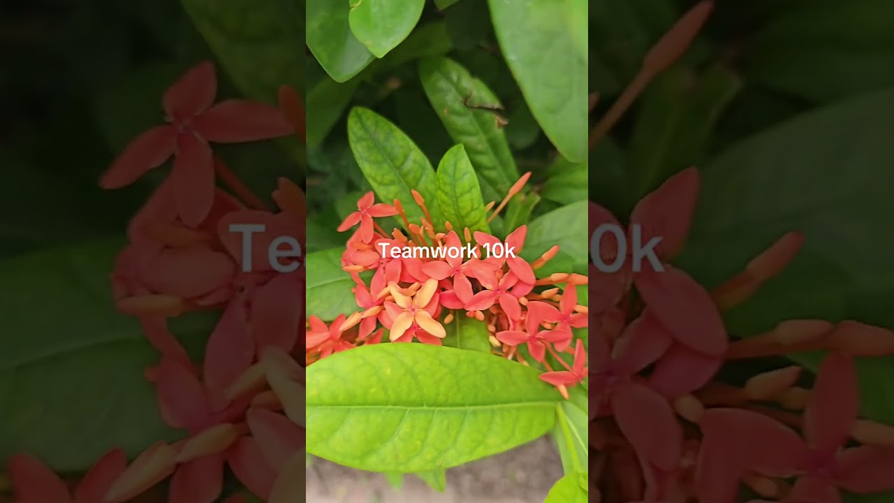 Vibrant blooms and lush greenery#naturebeauty #flowerpower #greenthumb #botanicalbliss