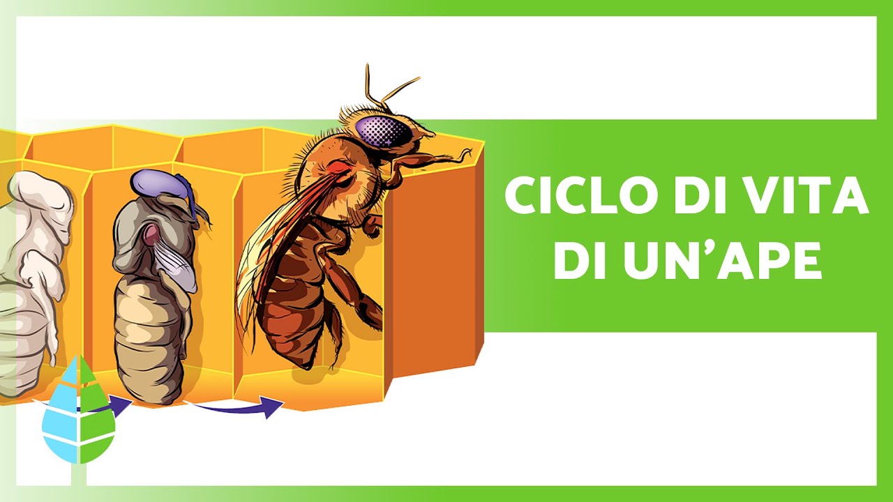 CICLO DI VITA delle API 🐝 (Regine, Operaie e Fuchi)