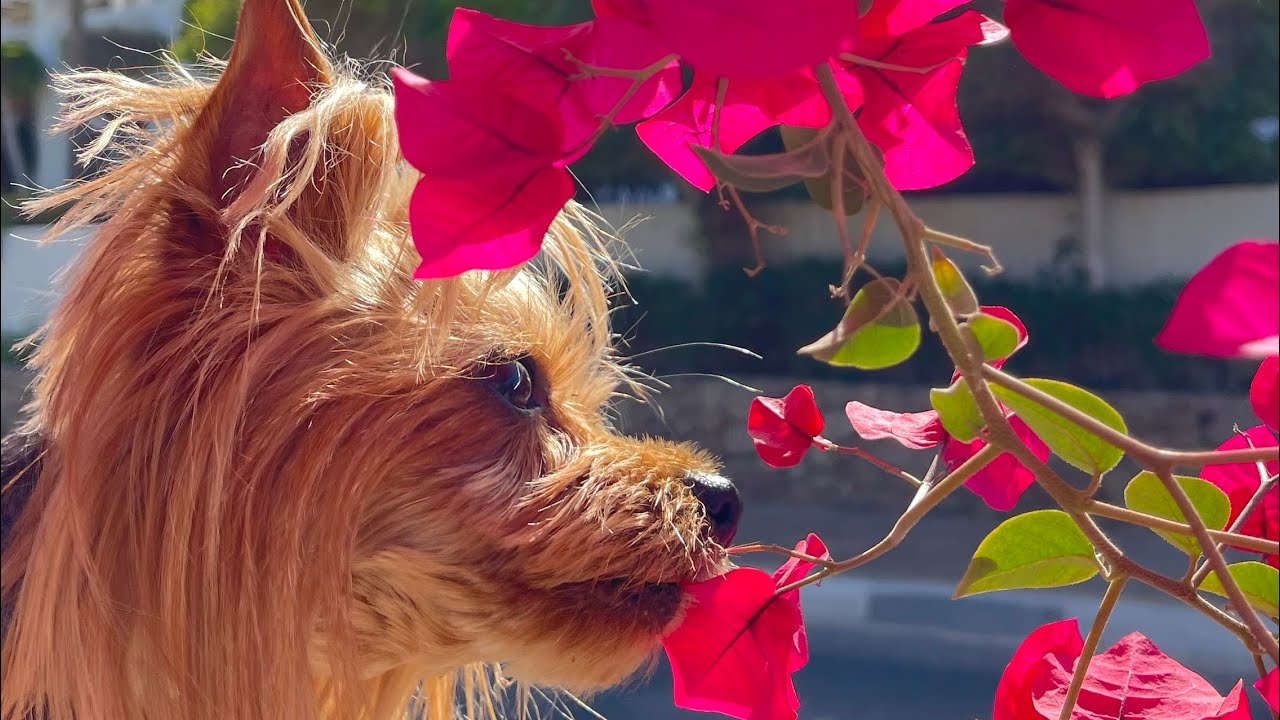 Отдых в Турции с собакой 2025 // Armas Labada // Боня плавает в море // Полёт на парашюте