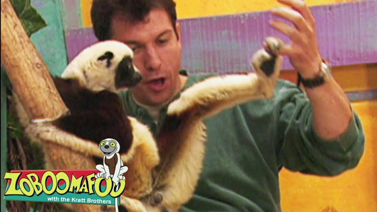 Amazing Animal Legs Mystery | Zoboomafoo - WildBrain | Full Episode Compilation
