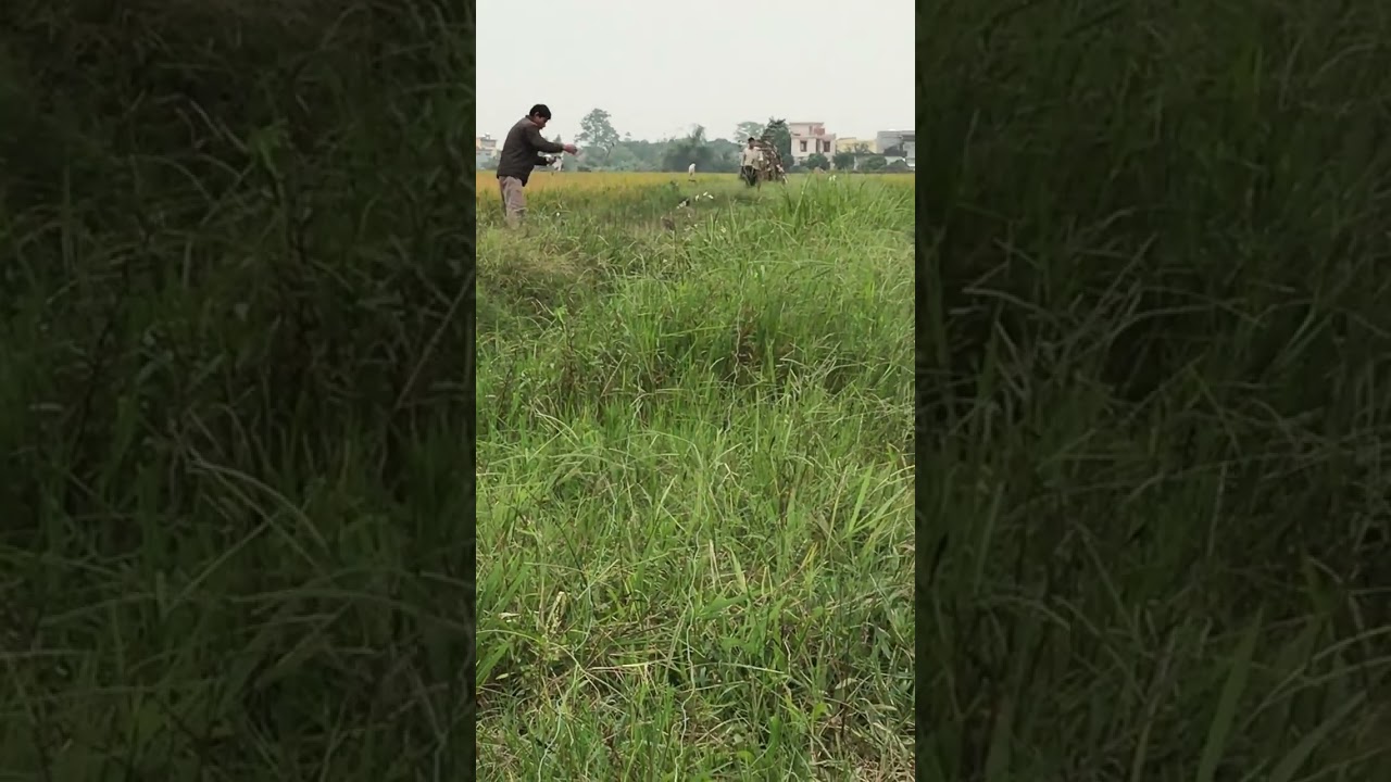 Đánh cò bợ cuối mùa
