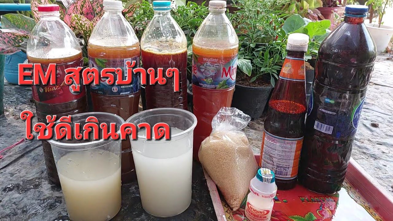 ตะลึงแชร์! อีเอ็มสูตรบ้านๆ ทำเองได้ไม่ต้องซื้อใครชอบปลูกต้นไม้ทำติดบ้านด่วน ประโยชน์เพียบ