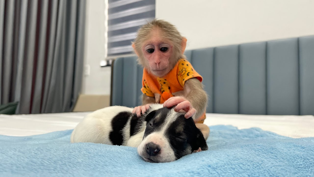 Puppy Lucky cries because misses Mom, making Monkey Cubis worried!
