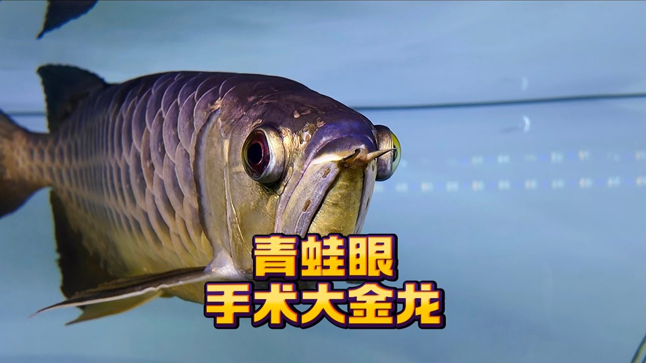 青蛙眼的古典过背金龙眼部里面是囤积了脂肪还是前者手术留下的后遗症？今天阿捷做下开眼手术一探究竟！