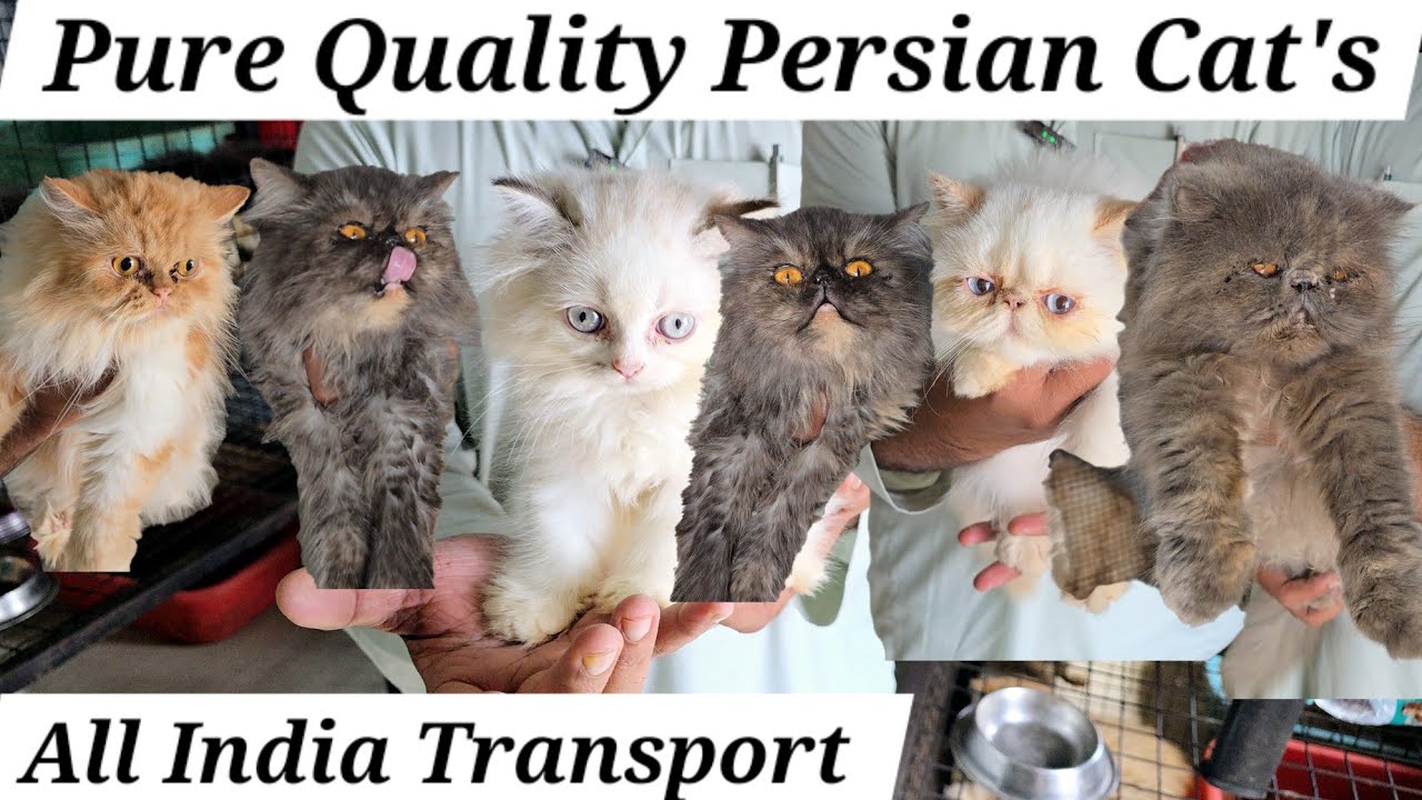 extreme punch face Persian cat's and kittens available in Hyderabad at Imad Cattery nampally