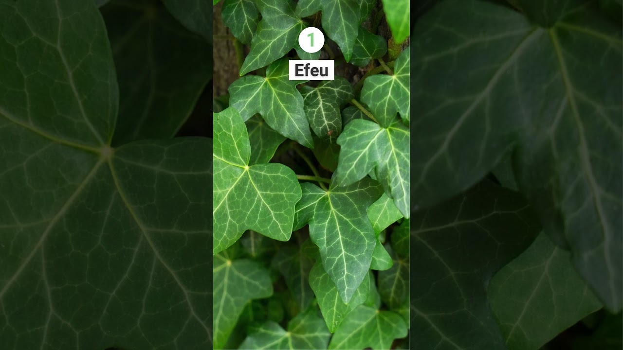 9 robuste Bodendecker f&uuml;r eine pflegeleichte Grabbepflanzung 🌿