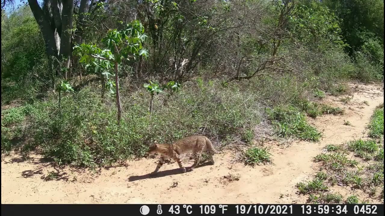Wildtiere im paraguayischen Chaco 2021 Teil 4