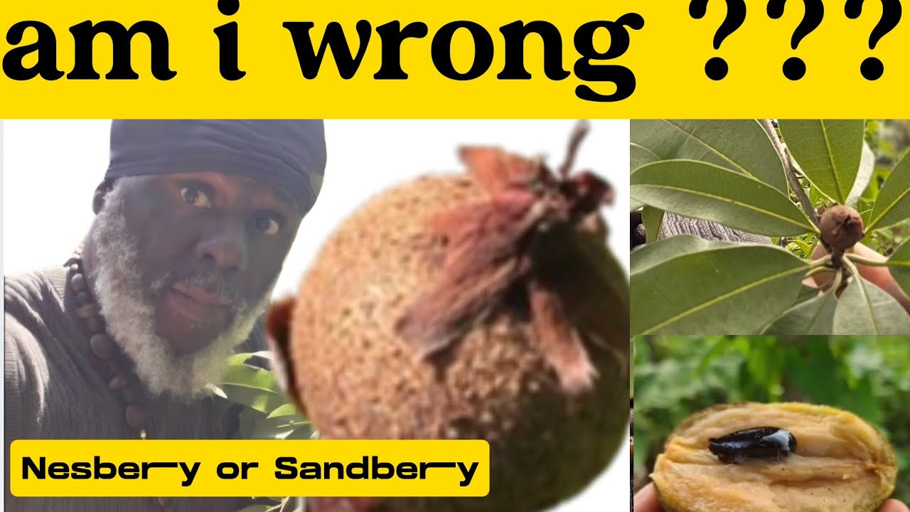 From Amazement to Awareness | Nesberry , Sandberry & The Power of Research