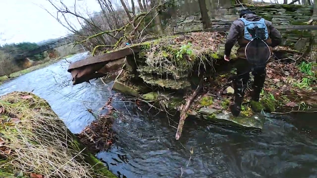 Fliegenfischen auf Äsche + Live Bisse Der lange  Weg zum Fisch