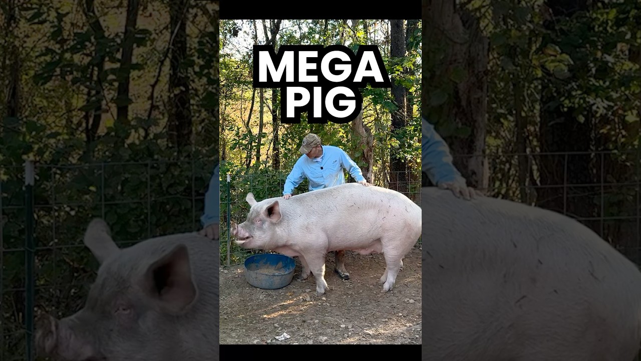 Let&rsquo;s learn about full-sized pigs! 💪🐷 #pigs #pigeducation #animalfacts #megapig