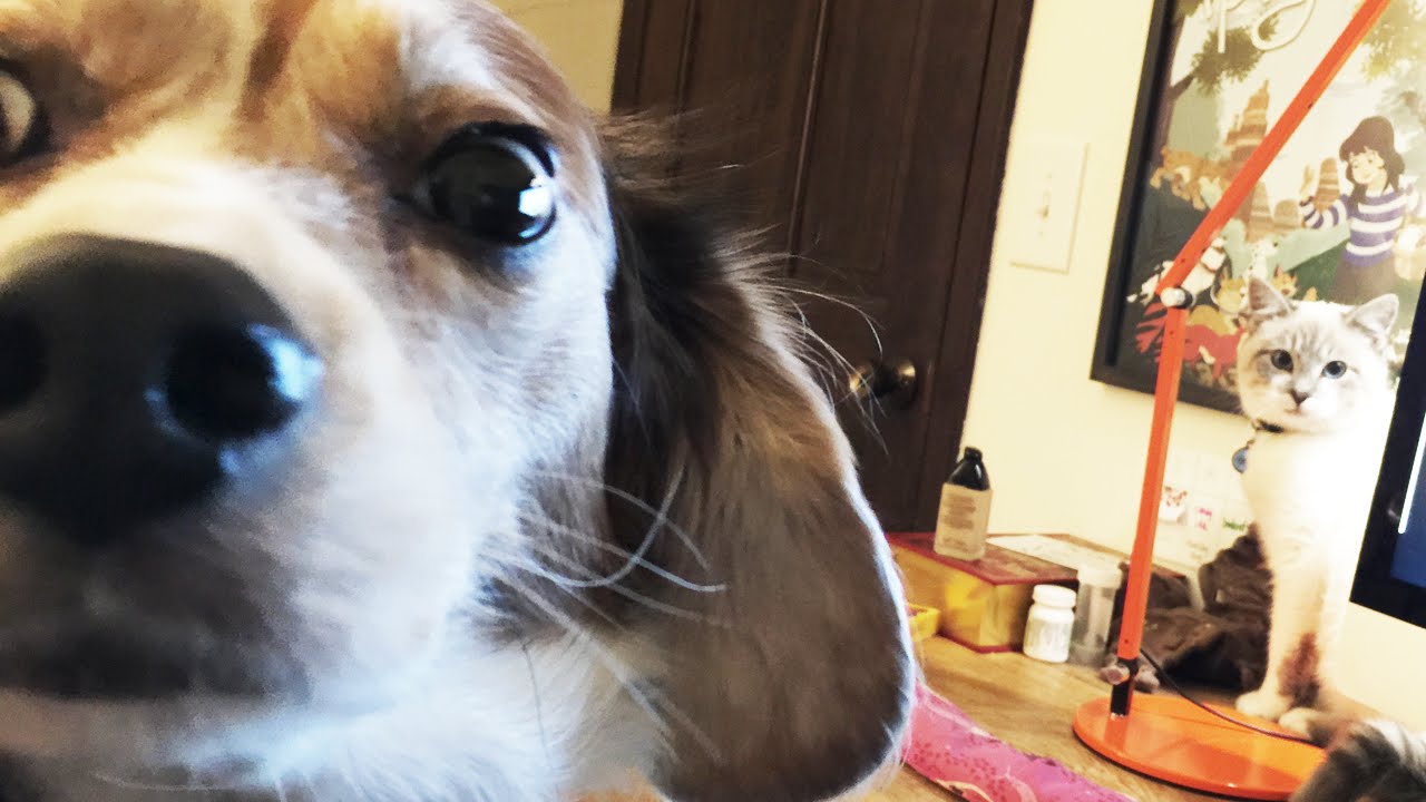 When Molly Met Milquetoast ❄ Vlogmas 2015 (Day 8)