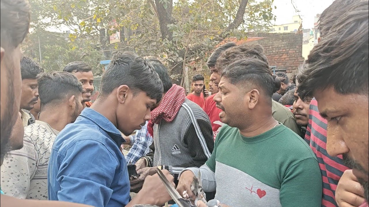 Kolkata pigeon market video || Galiff street pigeon market kolkata 