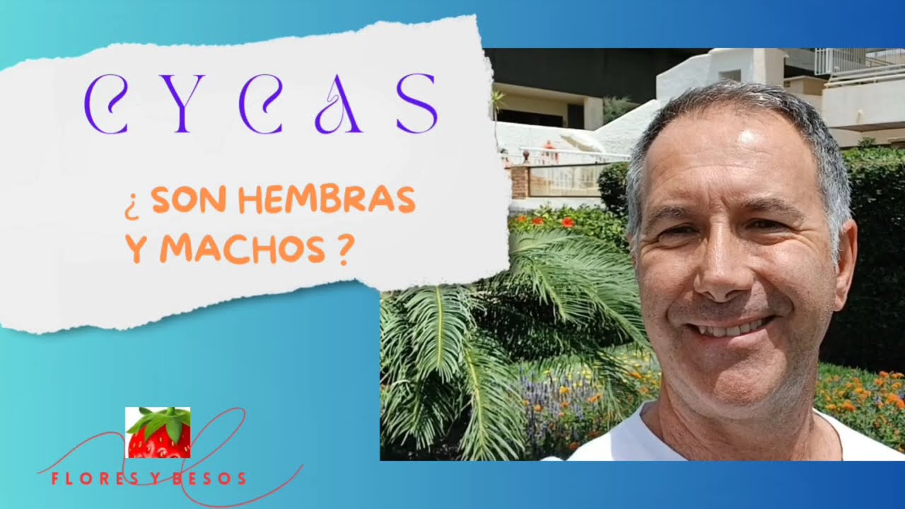 UN FÓSIL QUE ESTÁ VIVO Y PARECE UNA PALMERA🌴: ¿quieres para ti la planta viva más antigua del mundo?