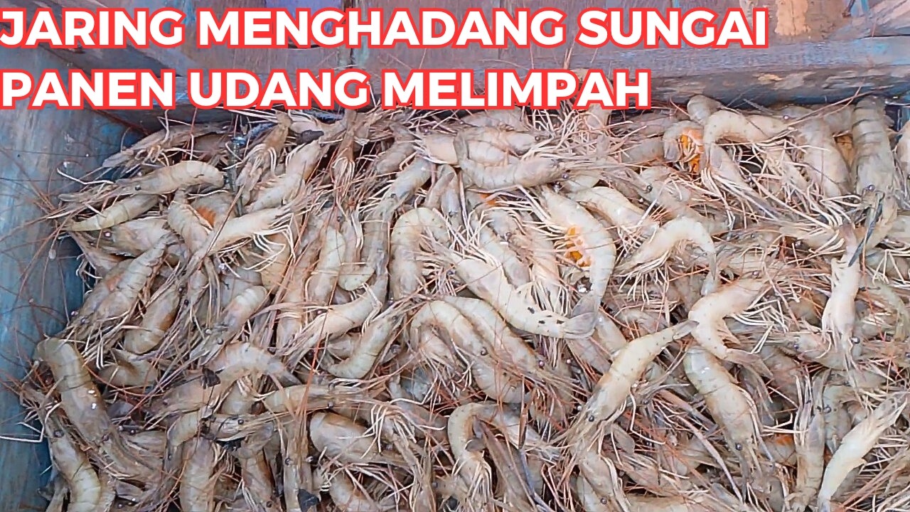 PANEN IKAN DAN UDANG HASIL MENGHADANG SUNGAI MENGGUNAKAN JARING IKAN [AMPAS] - UDANG MELIMPAH